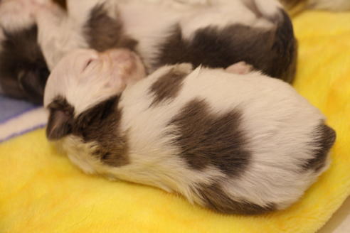 成約済の愛知県のシーズー-59825の15枚目