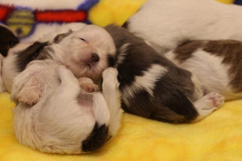 成約済の愛知県のシーズー-59825の14枚目