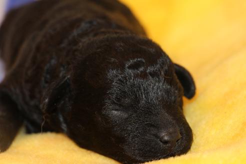 成約済の愛知県のトイプードル-60556の34枚目