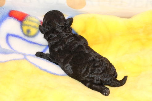 成約済の愛知県のトイプードル-60556の33枚目