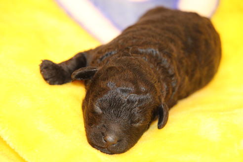 成約済の愛知県のトイプードル-60556の32枚目