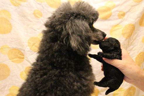 成約済の愛知県のトイプードル-60556の31枚目