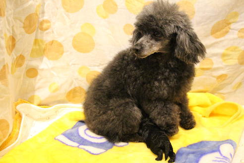 成約済の愛知県のトイプードル-60556の30枚目