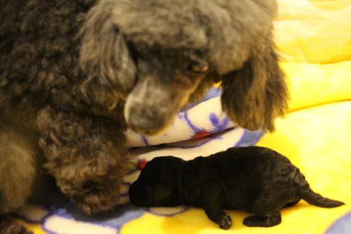 成約済の愛知県のトイプードル-60556の29枚目