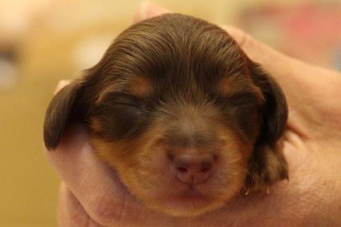 成約済の愛知県のカニンヘンダックスフンド(ロングヘアード)-60572の41枚目