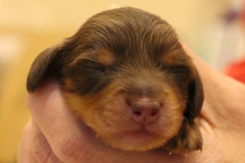 成約済の愛知県のカニンヘンダックスフンド(ロングヘアード)-60572の40枚目