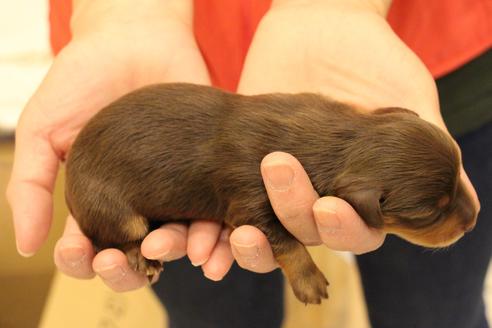 成約済の愛知県のカニンヘンダックスフンド(ロングヘアード)-60572の39枚目