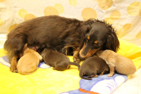 成約済の愛知県のカニンヘンダックスフンド(ロングヘアード)-60572の37枚目