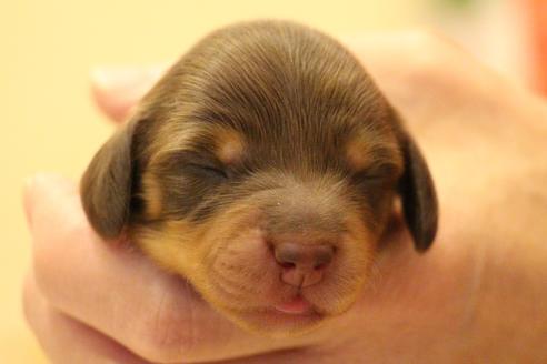 成約済の愛知県のカニンヘンダックスフンド(ロングヘアード)-60573の38枚目