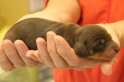 成約済の愛知県のカニンヘンダックスフンド(ロングヘアード)-60573の37枚目