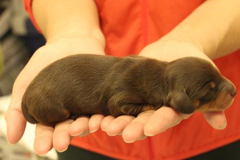 成約済の愛知県のカニンヘンダックスフンド(ロングヘアード)-60573の36枚目