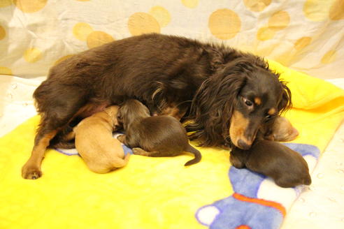 成約済の愛知県のカニンヘンダックスフンド(ロングヘアード)-60573の34枚目