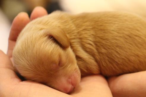 成約済の愛知県のカニンヘンダックスフンド(ロングヘアード)-60577の32枚目