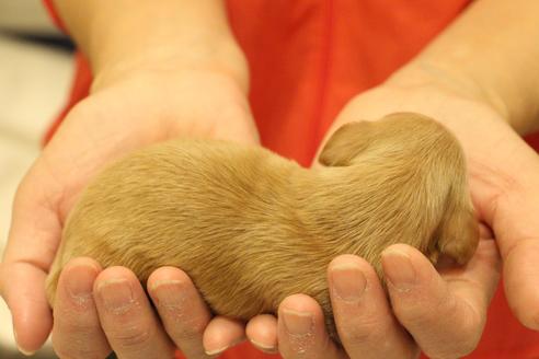 成約済の愛知県のカニンヘンダックスフンド(ロングヘアード)-60577の31枚目