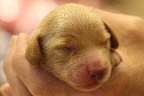 成約済の愛知県のカニンヘンダックスフンド(ロングヘアード)-60577の30枚目