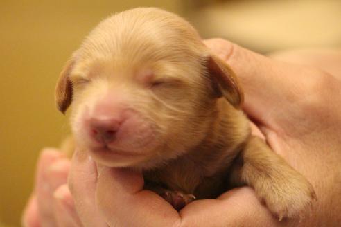 成約済の愛知県のカニンヘンダックスフンド(ロングヘアード)-60577の29枚目