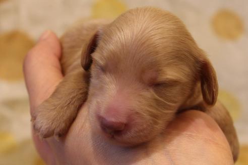 成約済の愛知県のカニンヘンダックスフンド(ロングヘアード)-60577の28枚目