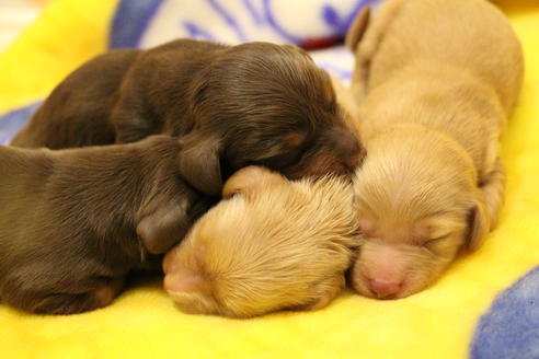 成約済の愛知県のカニンヘンダックスフンド(ロングヘアード)-60577の27枚目