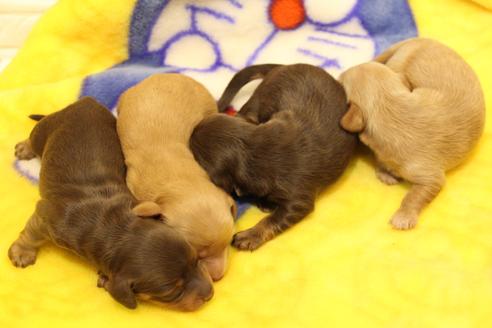 成約済の愛知県のカニンヘンダックスフンド(ロングヘアード)-60577の25枚目
