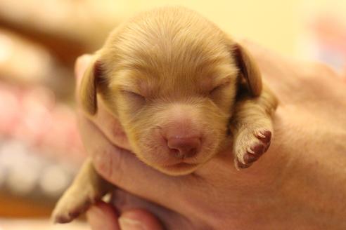 成約済の愛知県のカニンヘンダックスフンド(ロングヘアード)-60579の27枚目