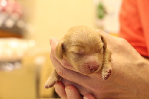 成約済の愛知県のカニンヘンダックスフンド(ロングヘアード)-60579の25枚目