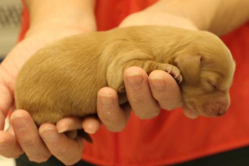 成約済の愛知県のカニンヘンダックスフンド(ロングヘアード)-60579の24枚目