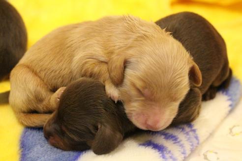 成約済の愛知県のカニンヘンダックスフンド(ロングヘアード)-60579の22枚目