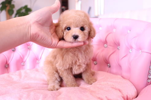 成約済の茨城県のトイプードル-60580