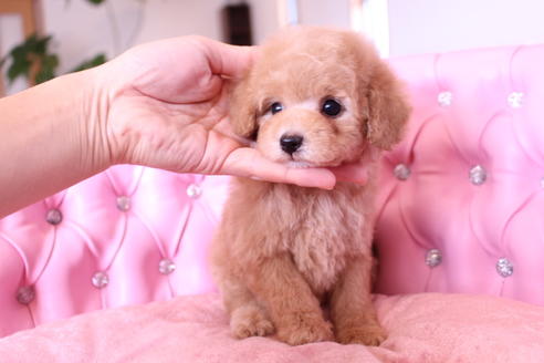 成約済の茨城県のトイプードル-60580の9枚目