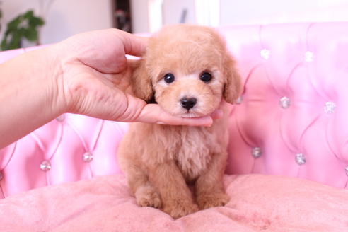 成約済の茨城県のトイプードル-60580の8枚目