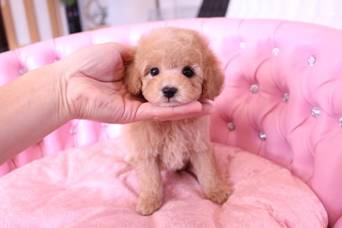 成約済の茨城県のトイプードル-60580の7枚目