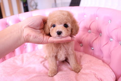 成約済の茨城県のトイプードル-60580の6枚目