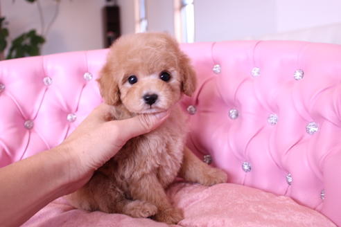 成約済の茨城県のトイプードル-60580の5枚目