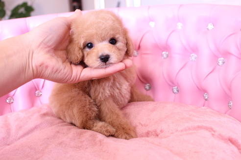 成約済の茨城県のトイプードル-60580の3枚目