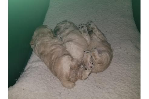 成約済の愛知県のアメリカンコッカースパニエル-60597の1枚目