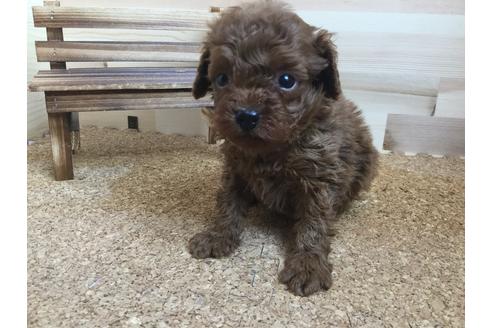 成約済の静岡県のトイプードル-59529の1枚目