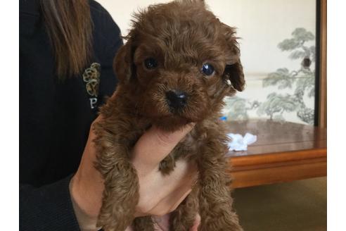 成約済の静岡県のトイプードル-59529の2枚目