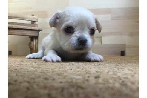 成約済の静岡県のチワワ(ロングコート)-59531の1枚目