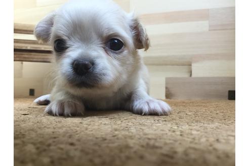 成約済の静岡県のチワワ(ロングコート)-59531の8枚目