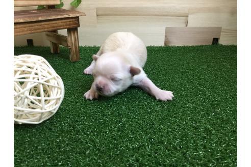 成約済の静岡県のチワワ(ロングコート)-59531の7枚目