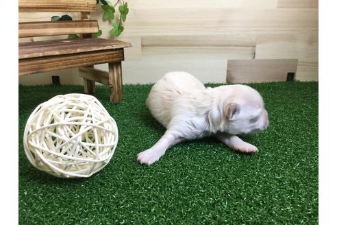 成約済の静岡県のチワワ(ロングコート)-59531の6枚目