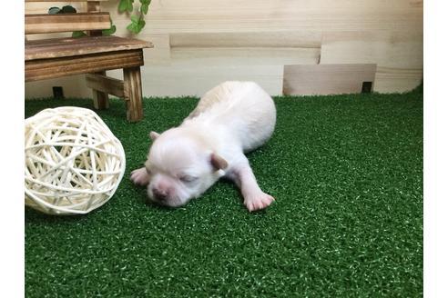 成約済の静岡県のチワワ(ロングコート)-59531の5枚目