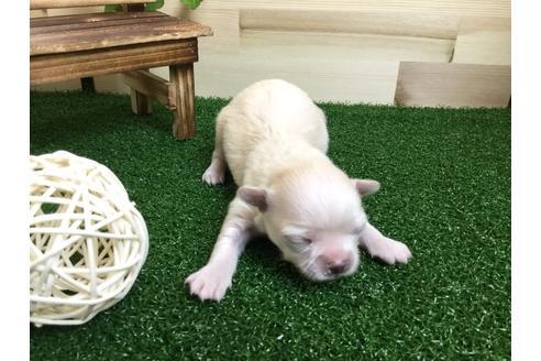 成約済の静岡県のチワワ(ロングコート)-59531の4枚目