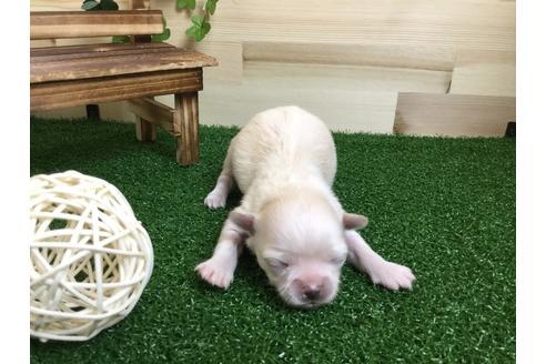 成約済の静岡県のチワワ(ロングコート)-59531の3枚目