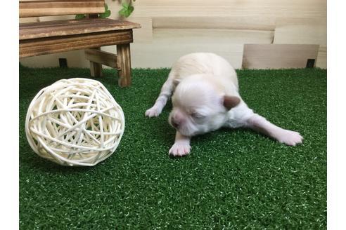 成約済の静岡県のチワワ(ロングコート)-59531の2枚目