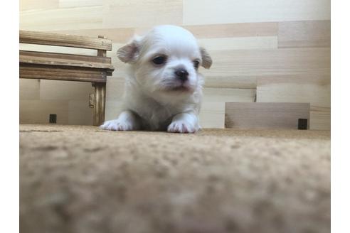 成約済の静岡県のチワワ(ロングコート)-59533の1枚目