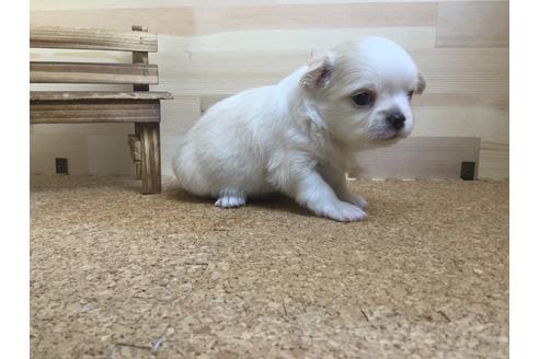 成約済の静岡県のチワワ(ロングコート)-59533の8枚目