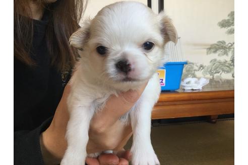 成約済の静岡県のチワワ(ロングコート)-59533の7枚目