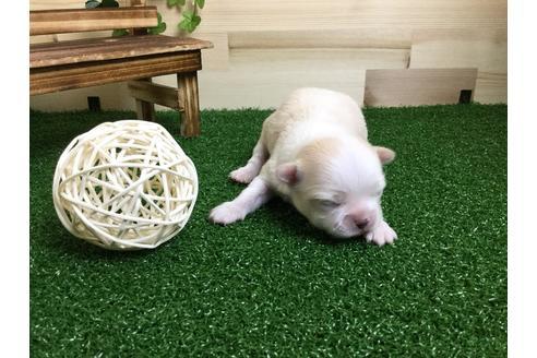 成約済の静岡県のチワワ(ロングコート)-59533の6枚目