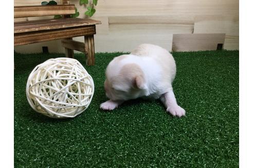 成約済の静岡県のチワワ(ロングコート)-59533の5枚目